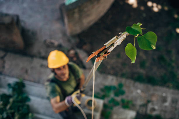 How Our Tree Care Process Works  in  Cobb Island, MD