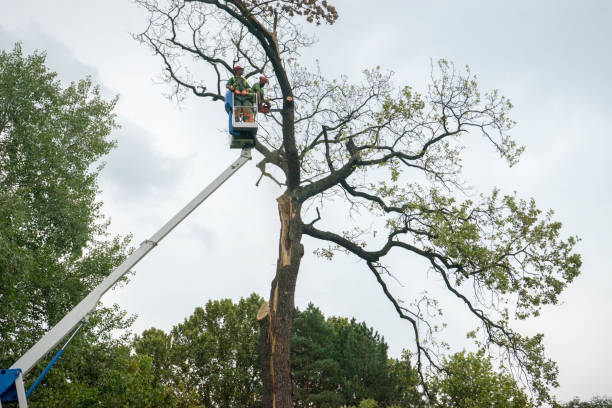 Best Firewood Processing and Delivery  in Cobb Island, MD